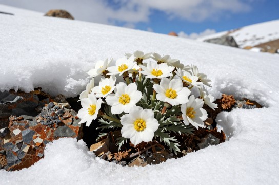 藏北雪莲花-展庭百科汇