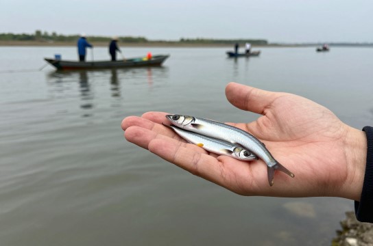 鳗苗-展庭百科汇