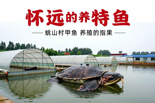 怀远甲鱼-展庭百科汇