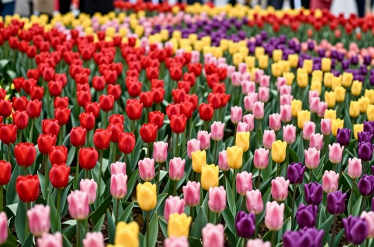 南汇郁金香花-展庭百科汇