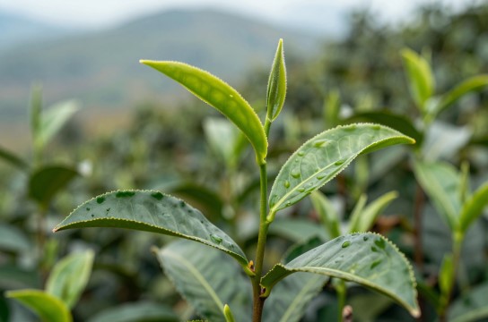 古蔺牛皮茶