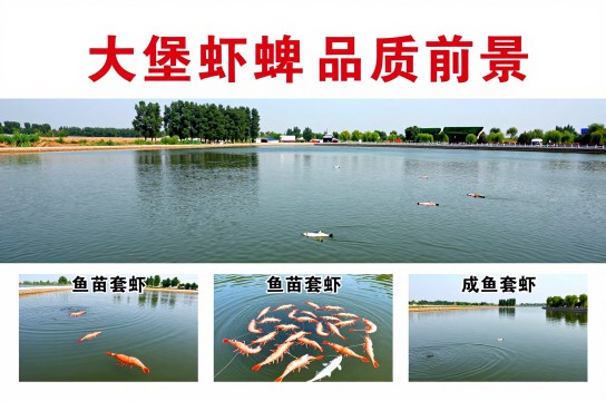 大黄堡虾-展庭百科汇