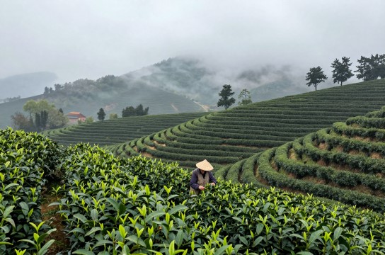 安溪绿茶