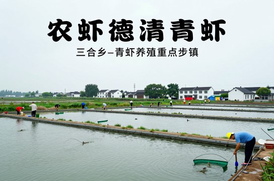 德清青虾