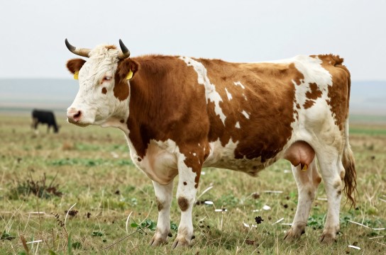 凉州黄白花牛-展庭百科汇