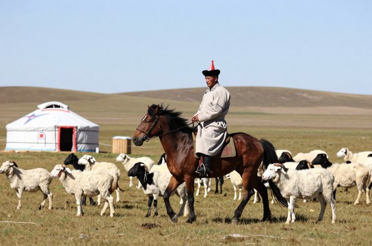 四子王旗戈壁羊-展庭百科汇