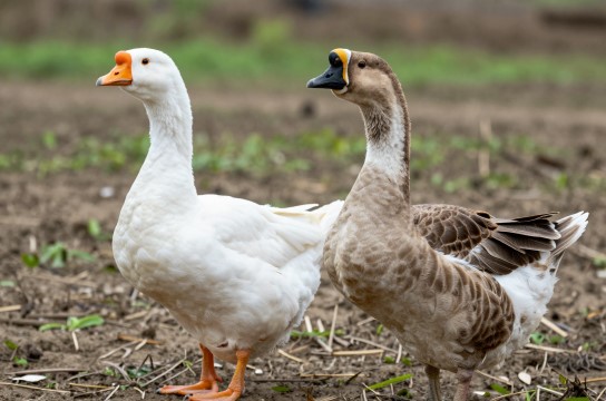 右江鹅是哪里的特产?_广西家禽特产介绍-展庭百科汇