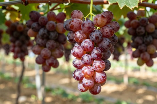 永宁红提葡萄