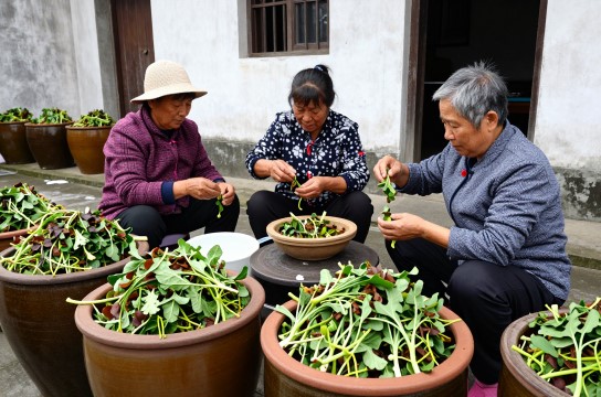 商榻菜苋-展庭百科汇