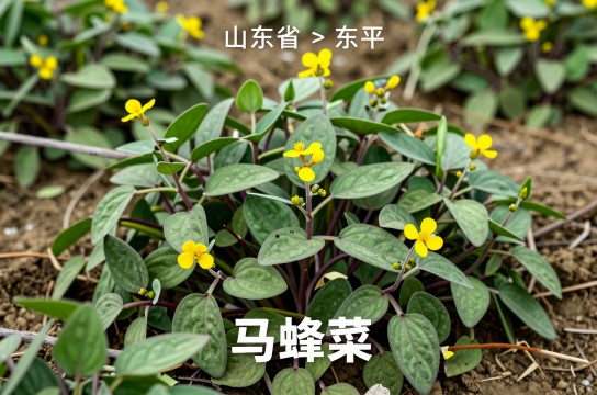 马蜂菜-展庭百科汇