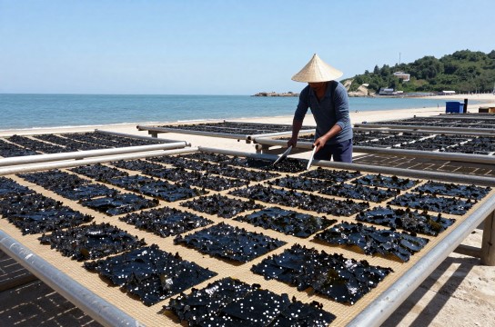海山紫菜-展庭百科汇