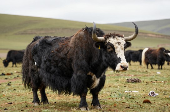 玉树牦牛-展庭百科汇