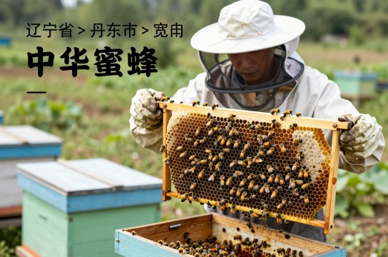 中华蜜蜂是哪里的特产?_辽宁农产品介绍-展庭百科汇