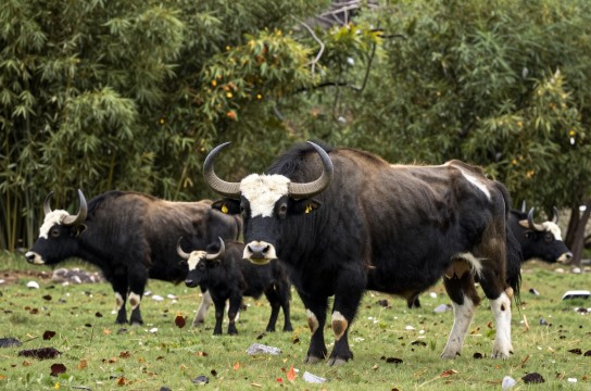 野牛-展庭百科汇