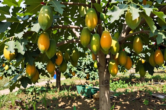 柳河木瓜-展庭百科汇