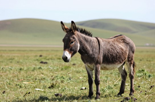 库伦驴-展庭百科汇