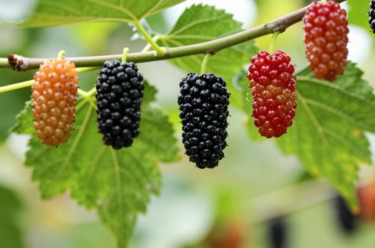 临潼果桑是哪里的特产?_陕西水果特产介绍-展庭百科汇