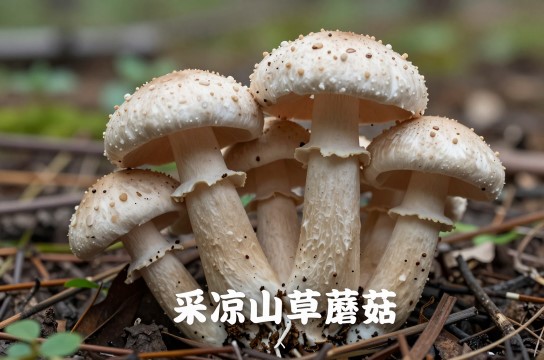 采凉山草蘑菇-展庭百科汇