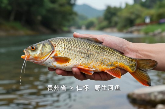 野生河鱼