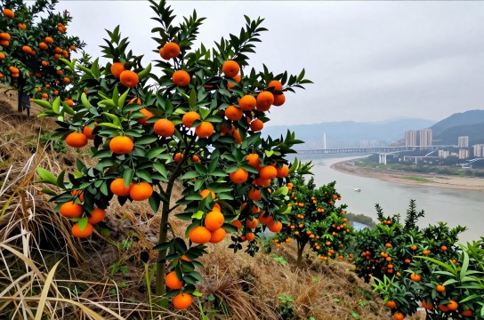 万州古红桔-展庭百科汇