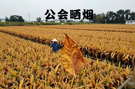 公会晒烟