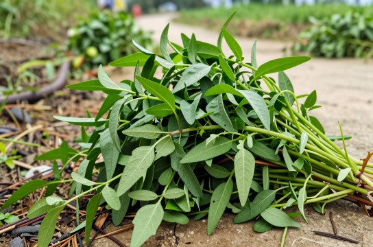 野苋菜-展庭百科汇