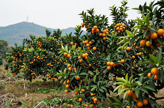 蕉岭金桔