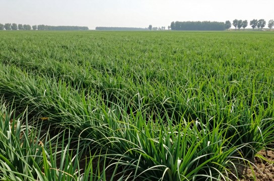 八宝韭菜-展庭百科汇