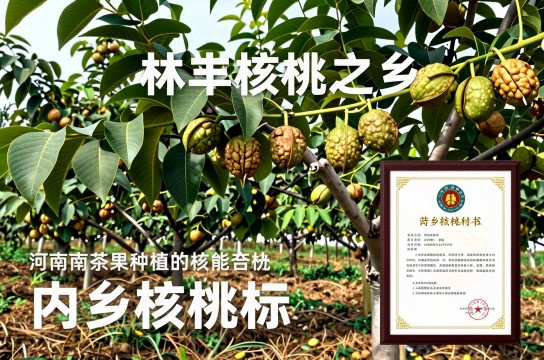 内乡核桃-展庭百科汇