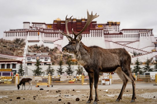 麝香是哪里的特产?_西藏药材香料介绍-展庭百科汇