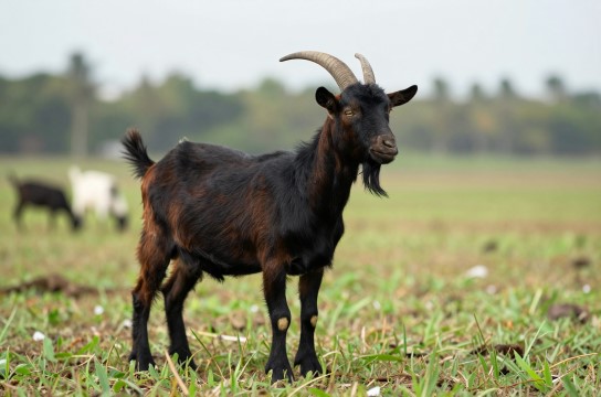 东方黑山羊-展庭百科汇