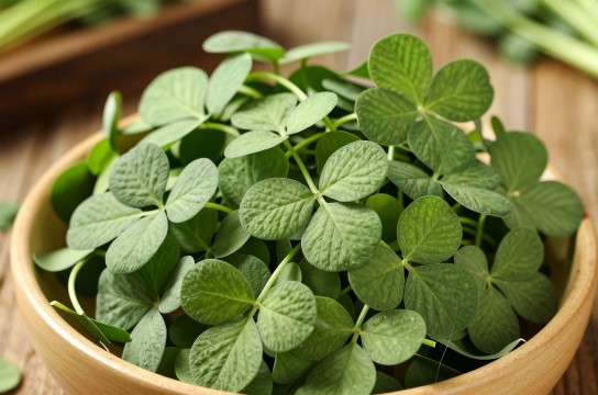 扬中秧草-展庭百科汇