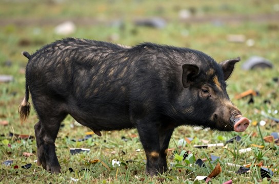 工布江达藏猪-展庭百科汇
