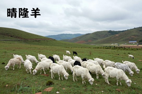 晴隆羊-展庭百科汇