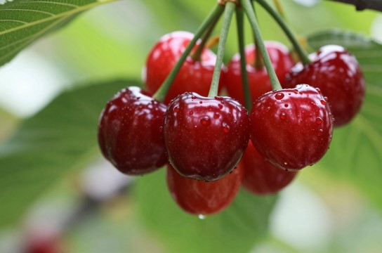 蓝田泄湖樱桃是哪里的特产?_陕西水果特产介绍-展庭百科汇