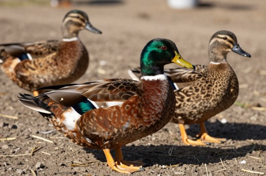 黑龙江麻鸭-展庭百科汇