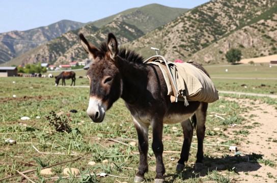 太行驴-展庭百科汇