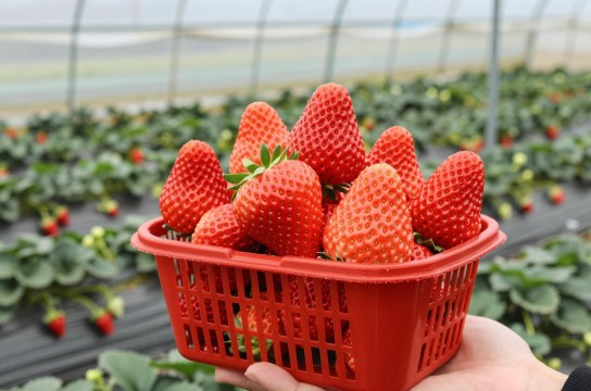 白鹤镇草莓是哪里的特产?_上海农产品介绍-展庭百科汇