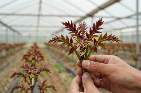 上方山香椿是哪里的特产?_北京农产品类介绍-展庭百科汇