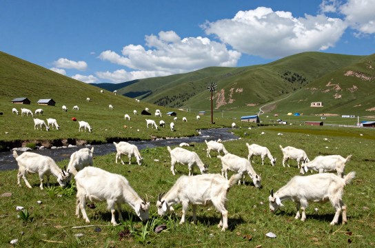 山羊肉是哪里的特产?_山西农产品介绍-展庭百科汇