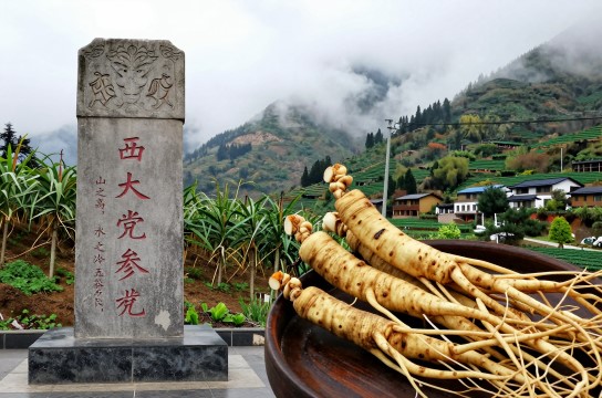 大宁党参