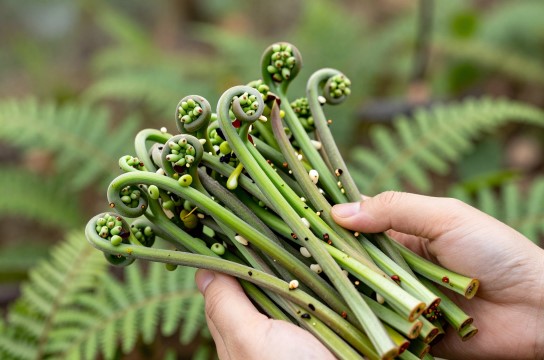 柘林湖蕨菜-展庭百科汇