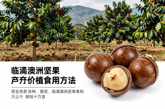 临翔澳洲坚果是哪里的特产?_云南林果特产介绍-展庭百科汇