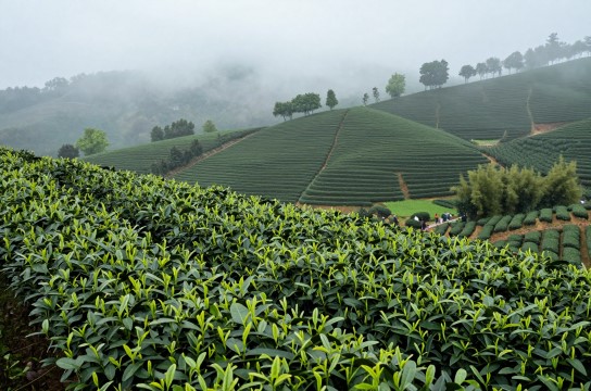 旌德白茶-展庭百科汇