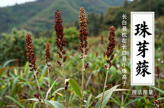 珠芽蓼-展庭百科汇