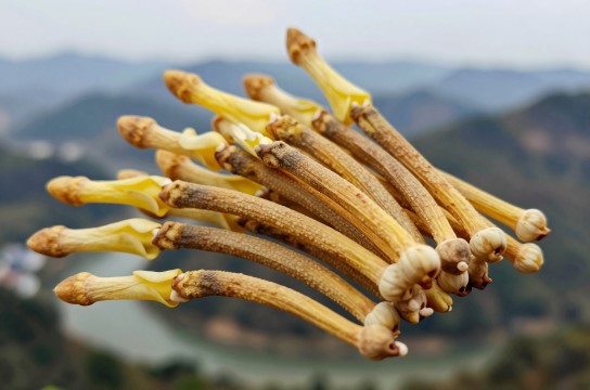 兴义山银花