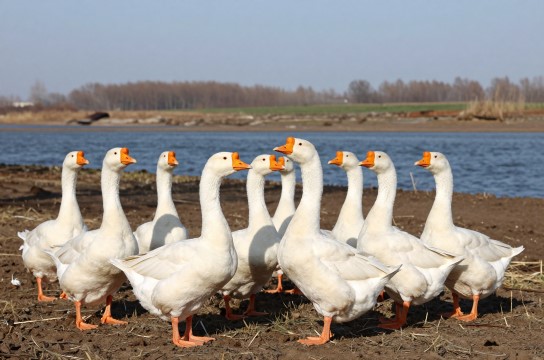 东北棒鹅-展庭百科汇