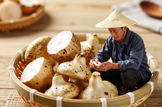 平乐慈姑