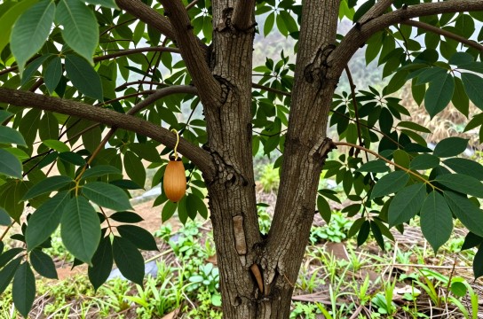 城口杜仲-展庭百科汇