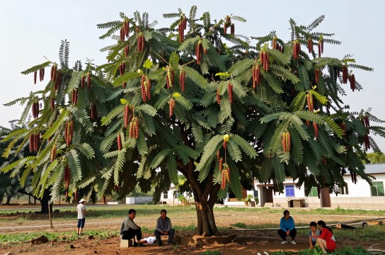 滇皂荚-展庭百科汇